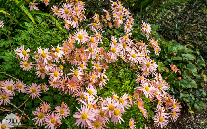 Photo from King County, Bellevue, Bellevue Botanical Garden