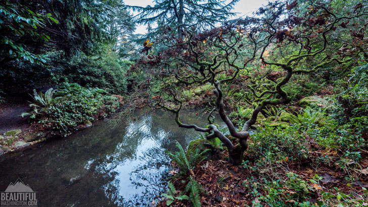 Photo from King County, Seattle, Kubota Garden