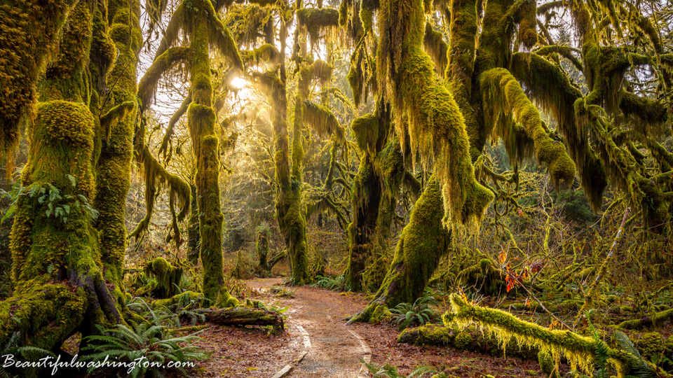 Photo from Washington State