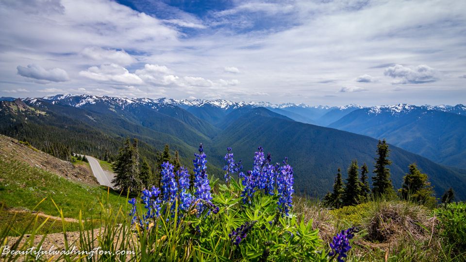 Photo from Washington State