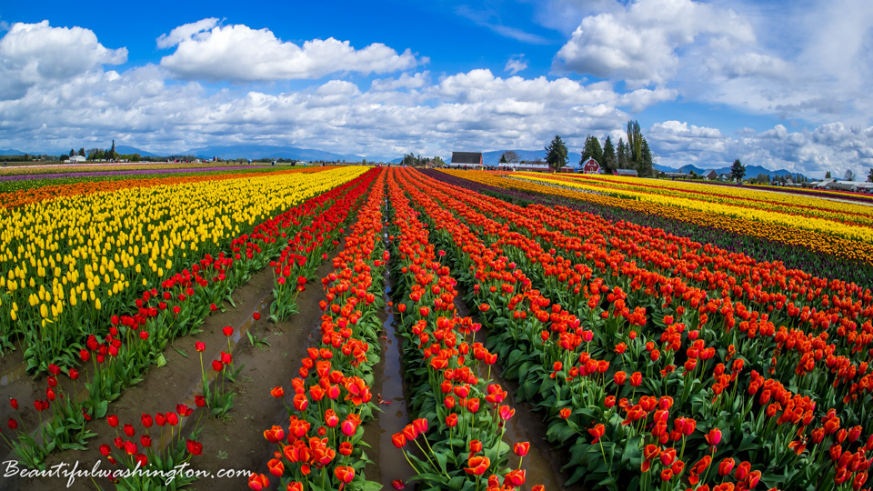 Photo from Washington State