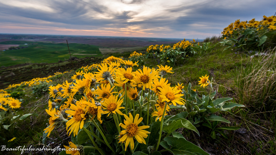 Photo from Washington State