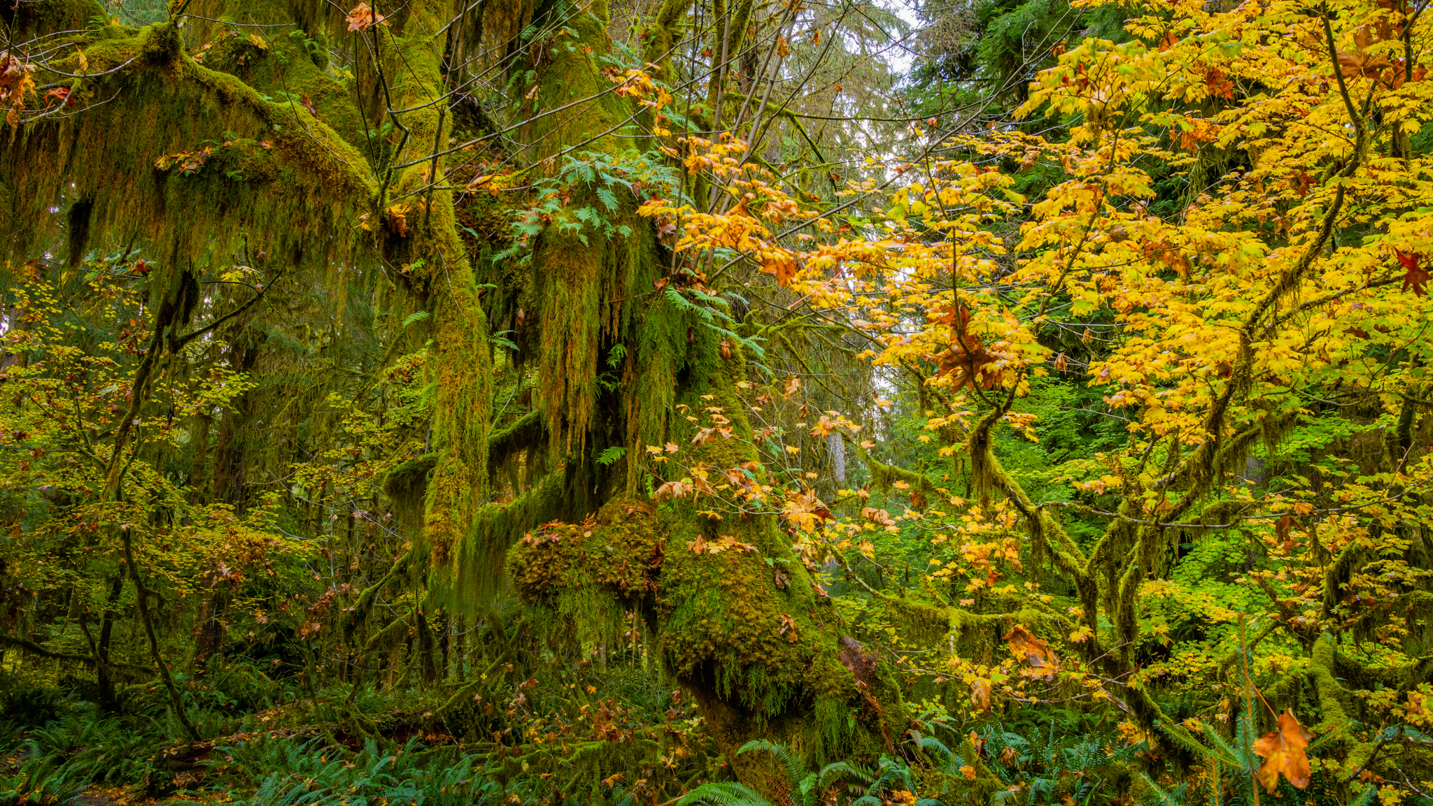 Photo from Washington State