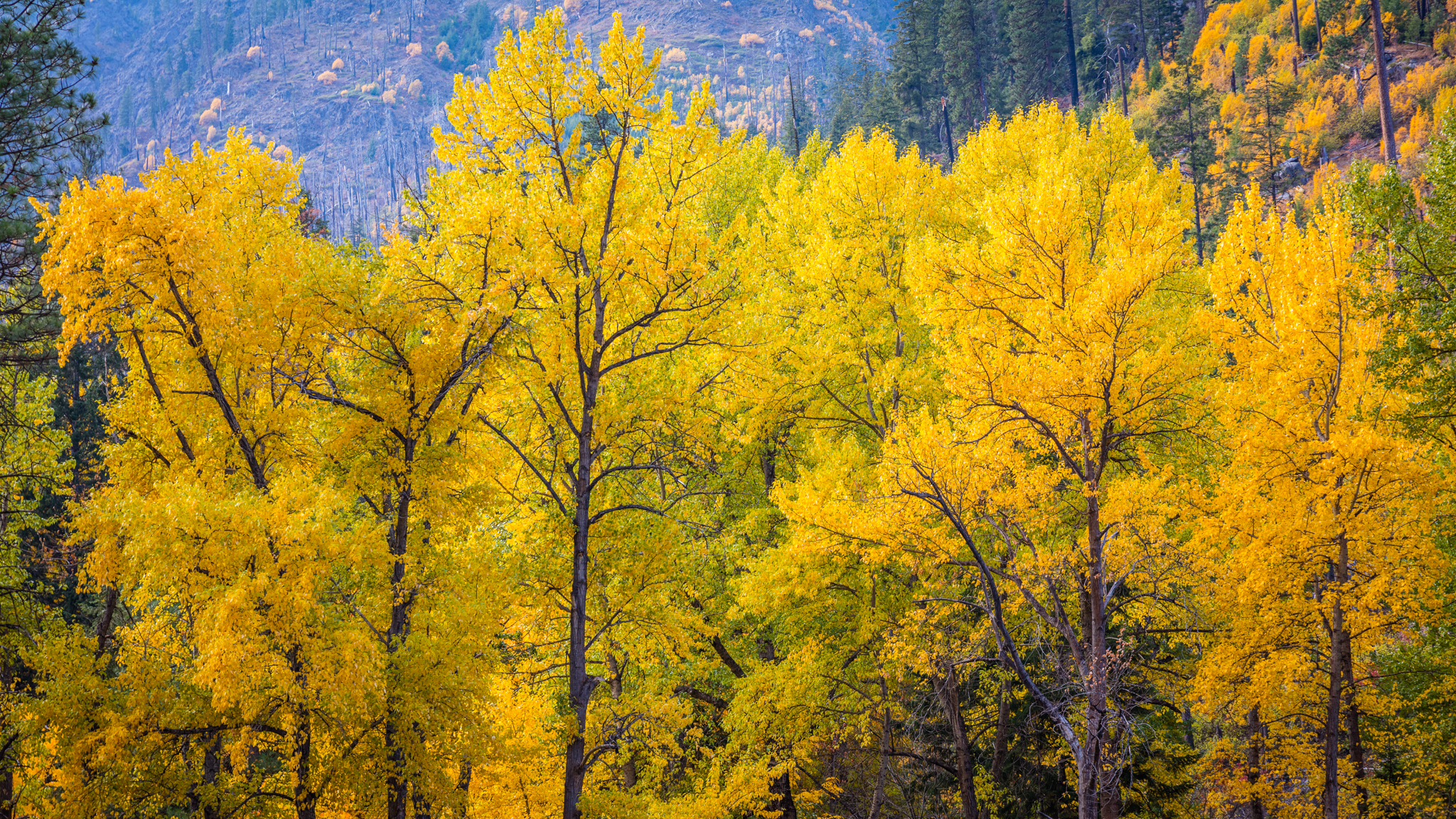 Photo from Washington State