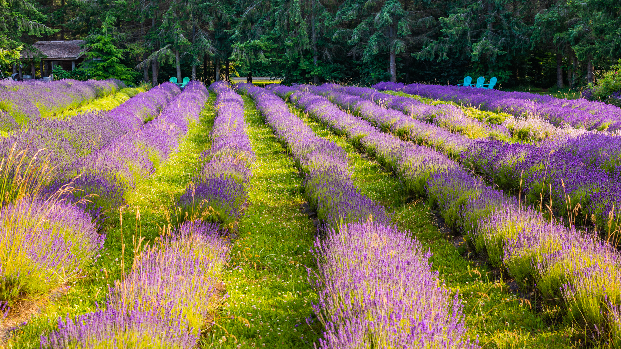 Photo from Washington State