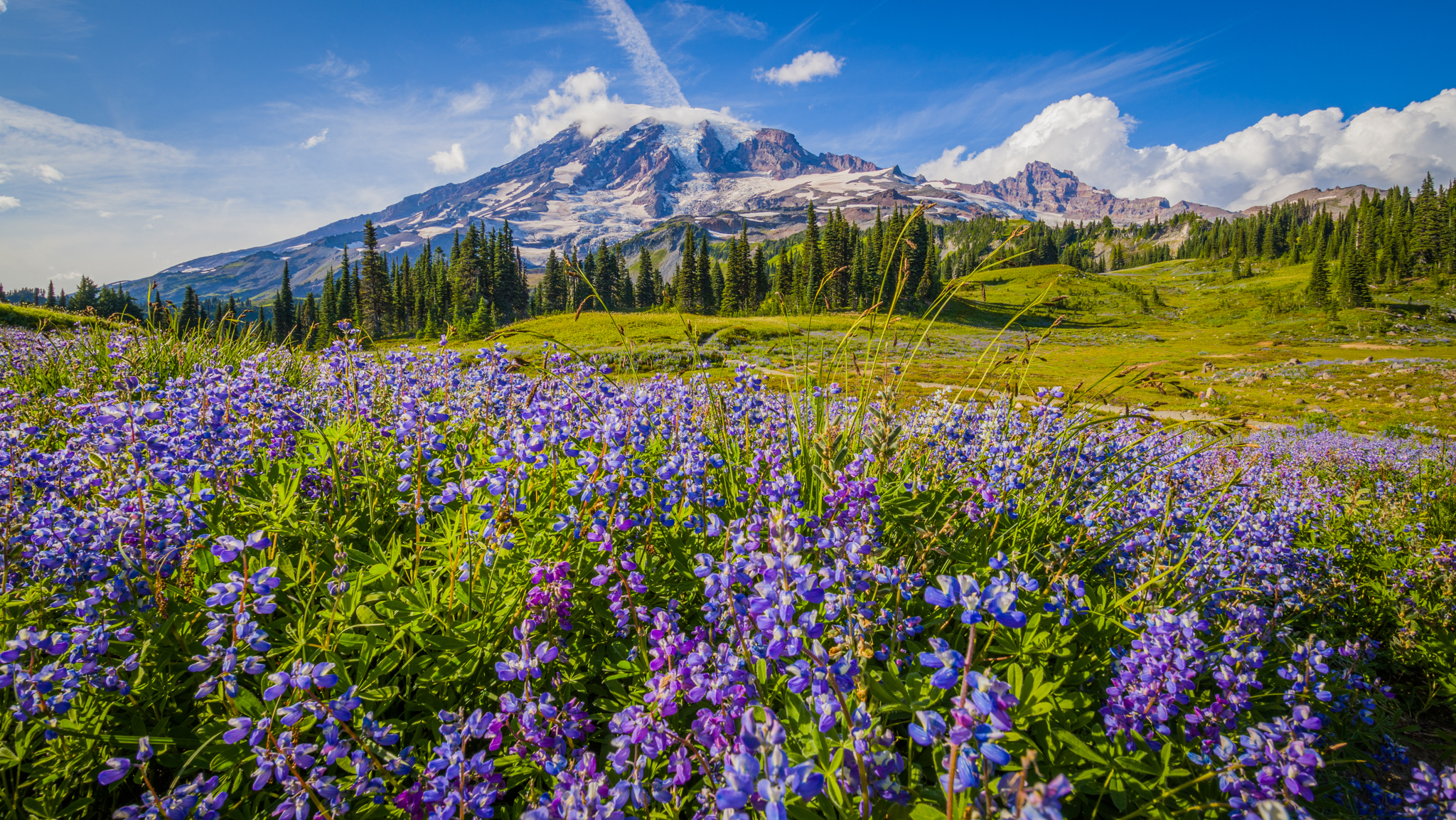 Photo from Washington State