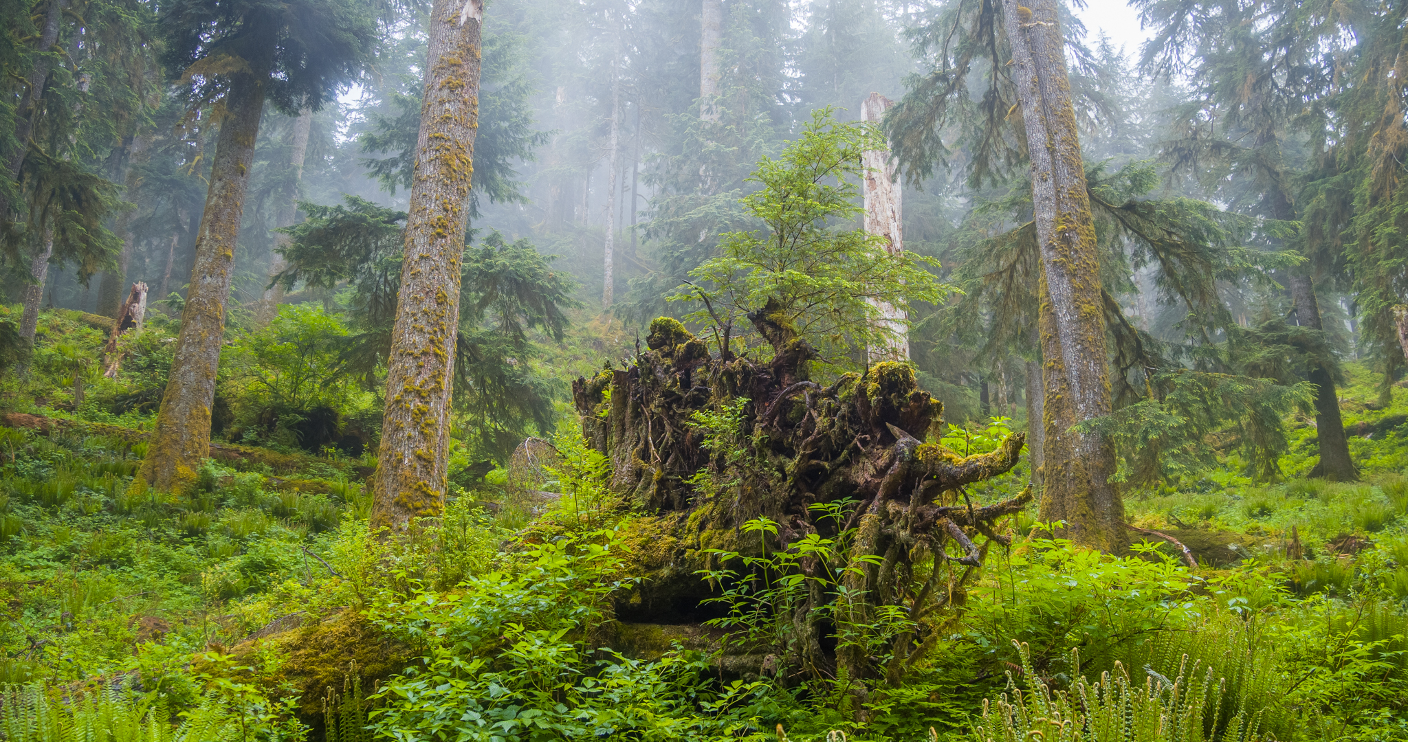 Photo from Washington State