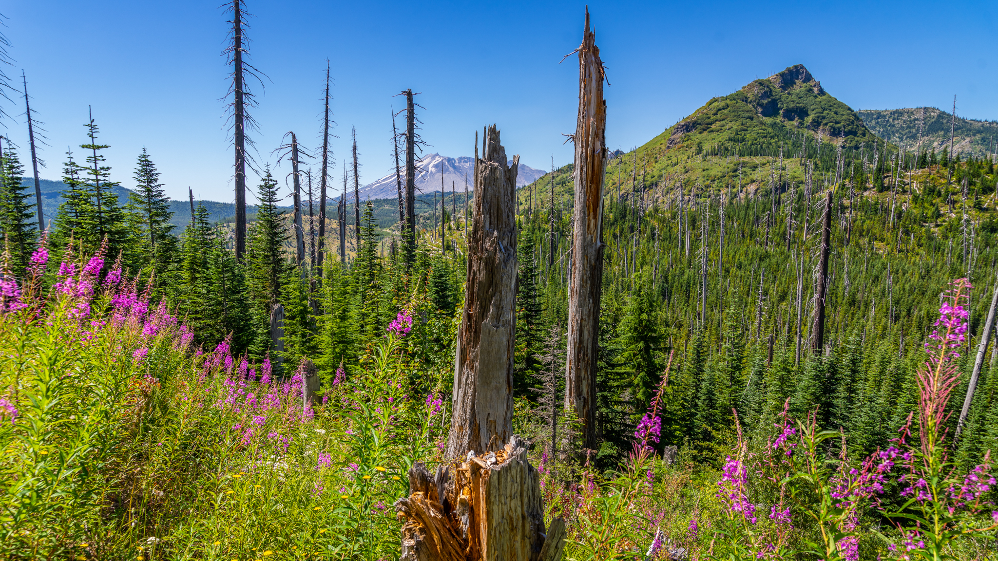 Photo from Washington State