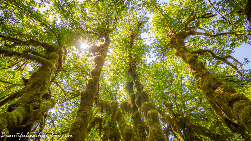 Photo from Washington State