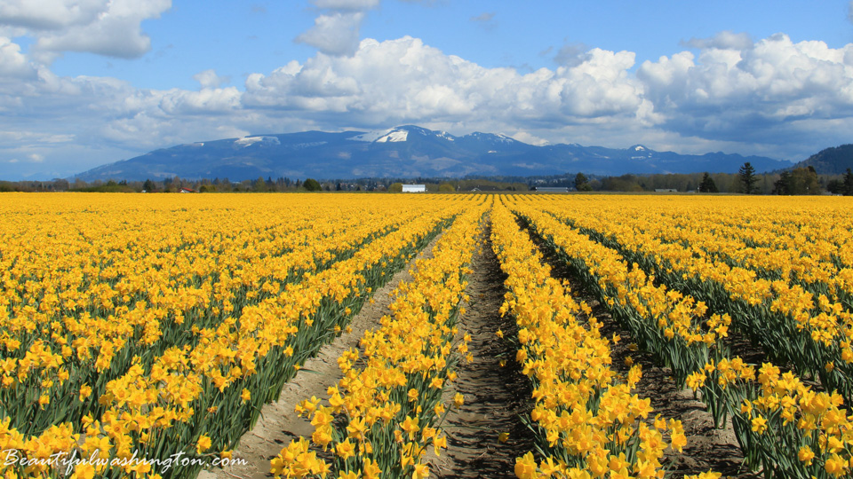 Photo from Washington State