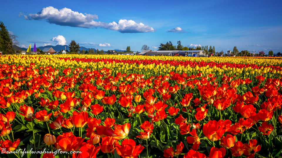 Photo from Washington State