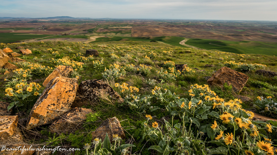 Photo from Washington State