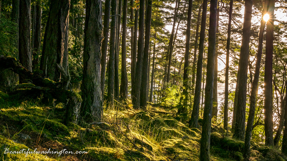 Photo from Washington State