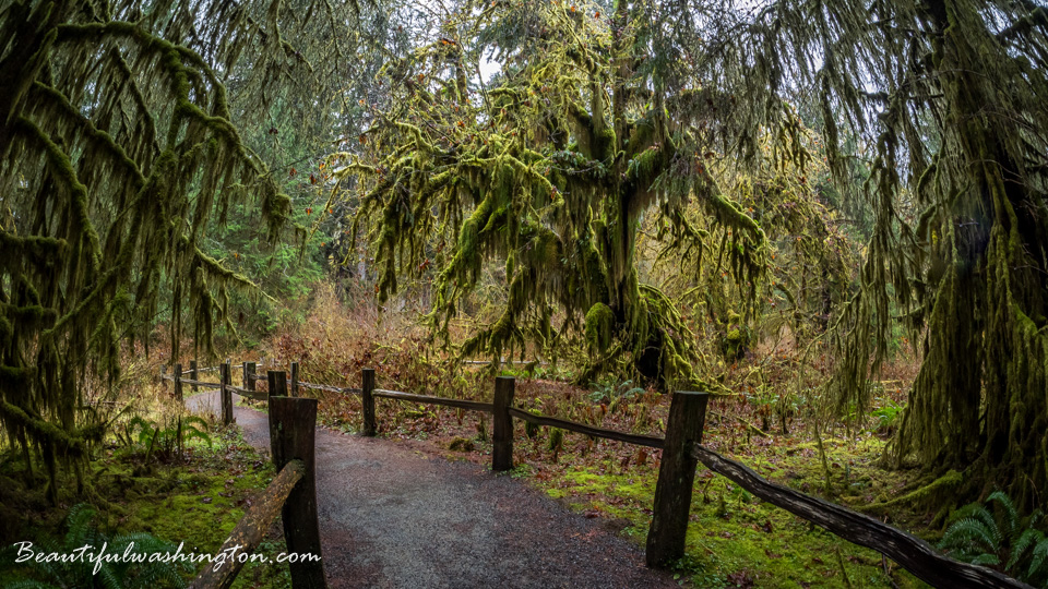 Photo from Washington State