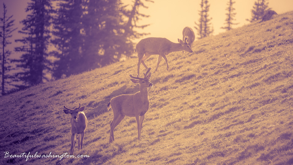 Photo from Washington State