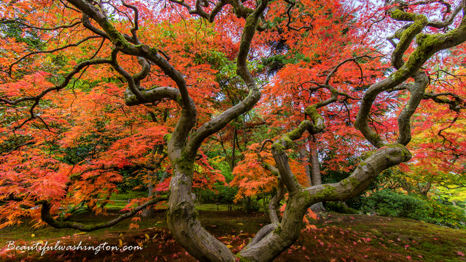 Photo from Washington State