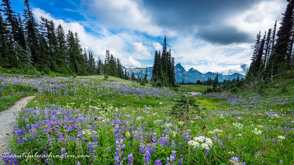 Photo from Washington State