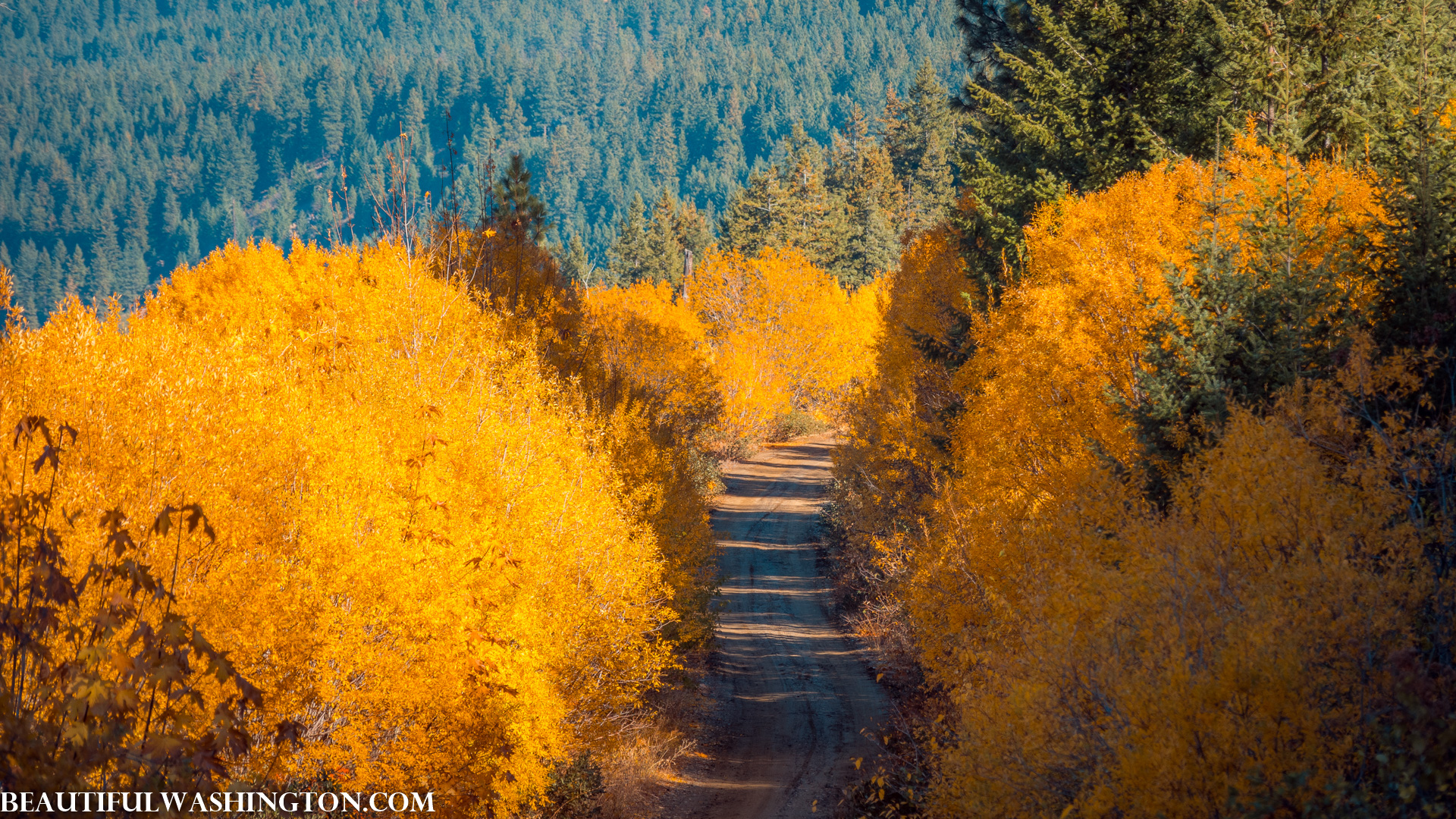 Photo from Washington State