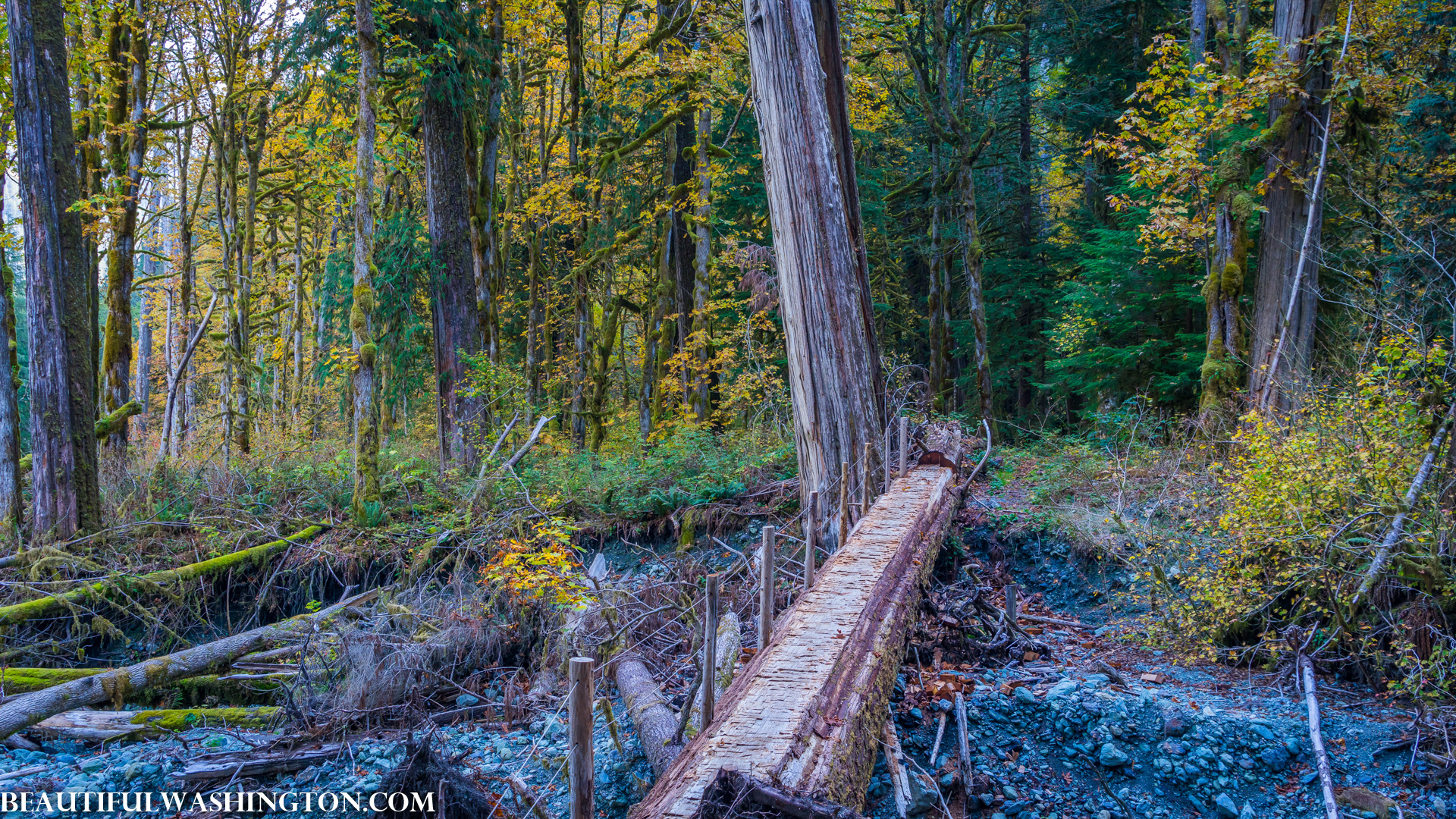 Photo from Washington State