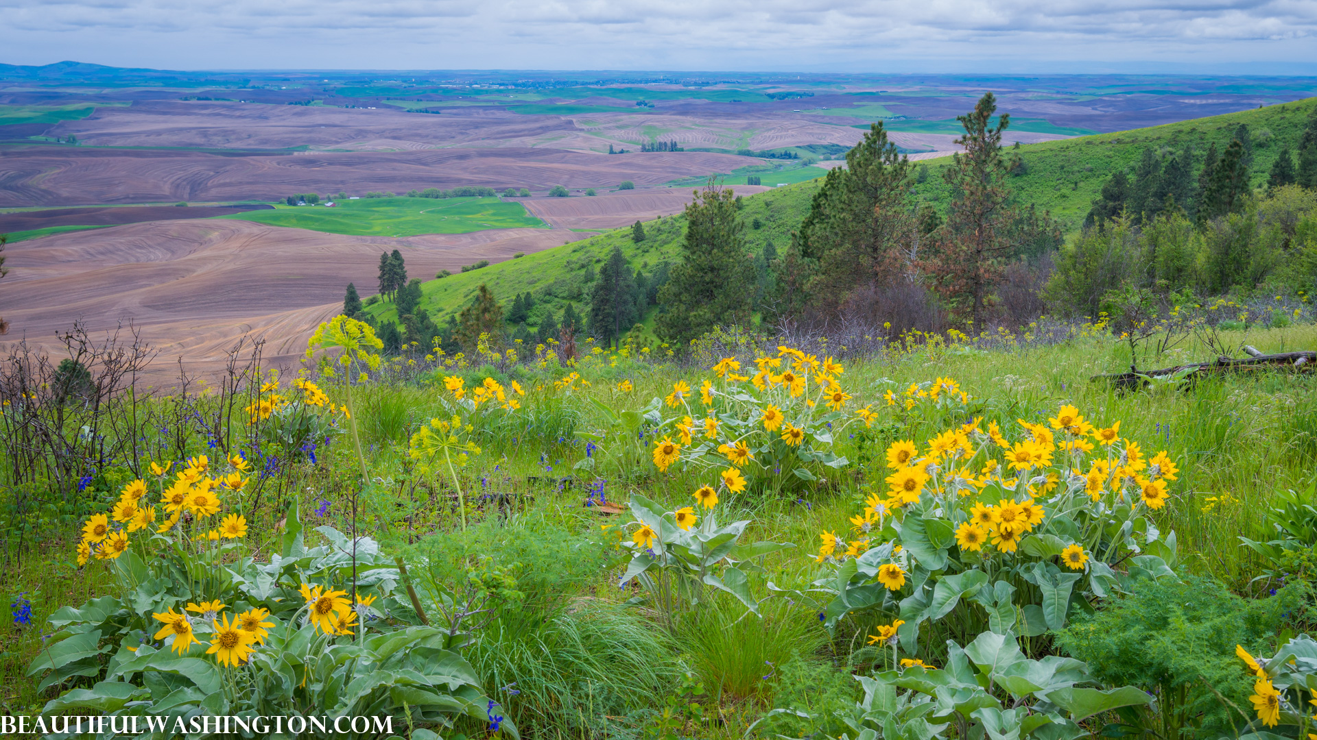 Photo from Washington State