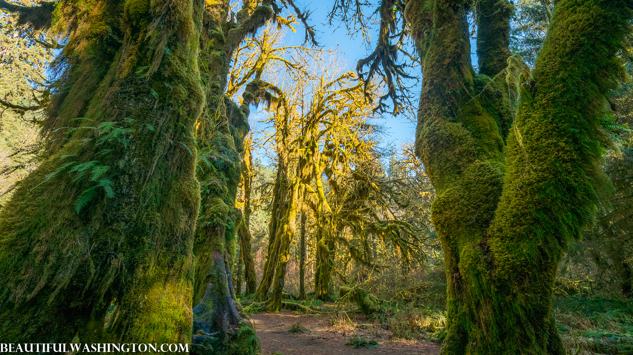 Photo from Washington State