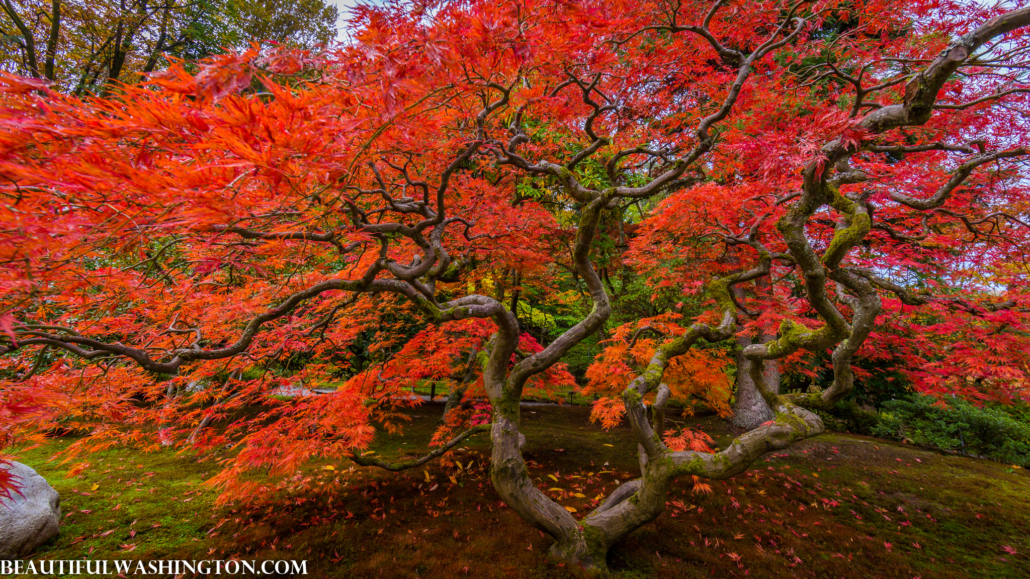 Photo from Washington State