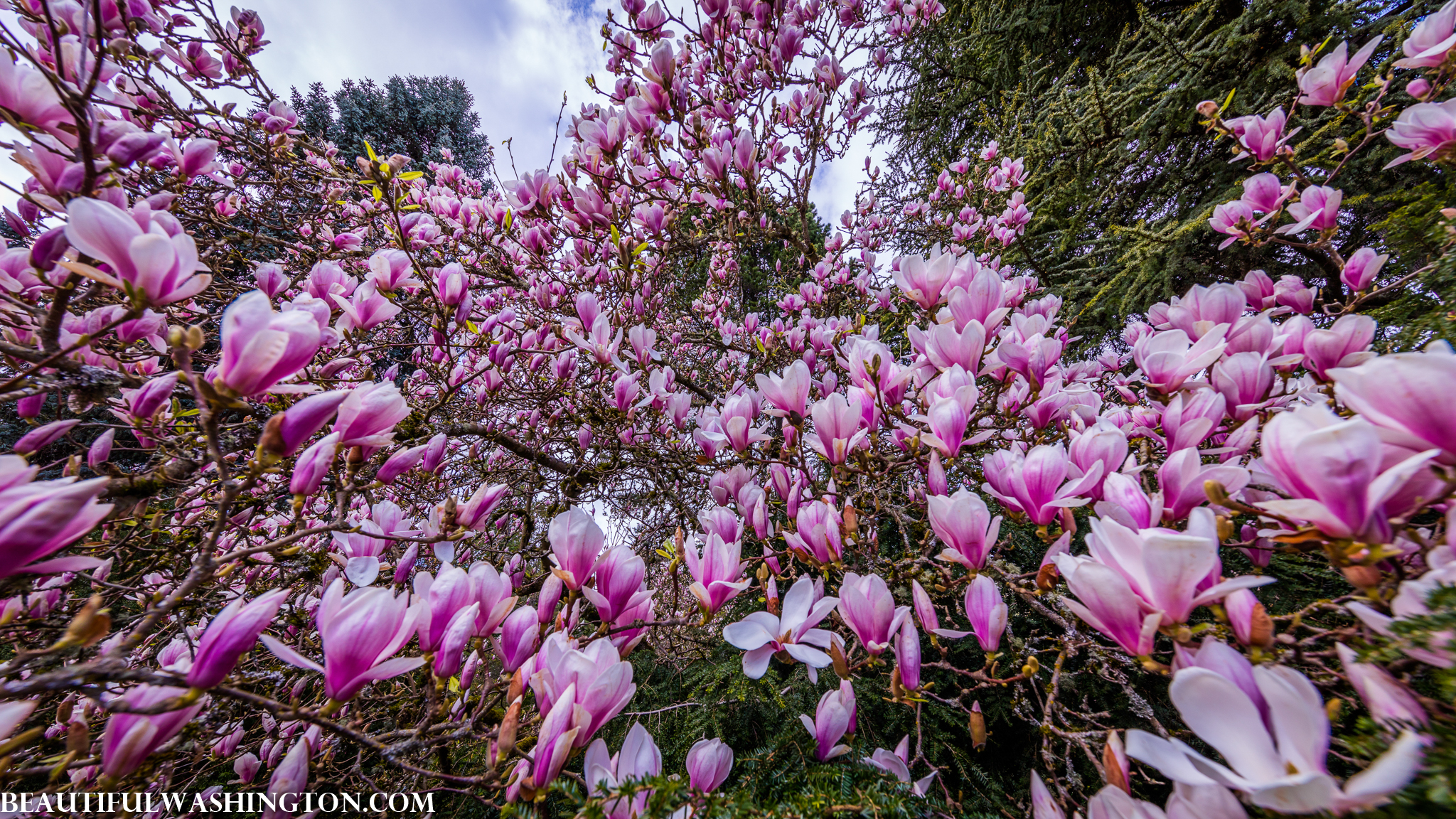 Photo from Washington State