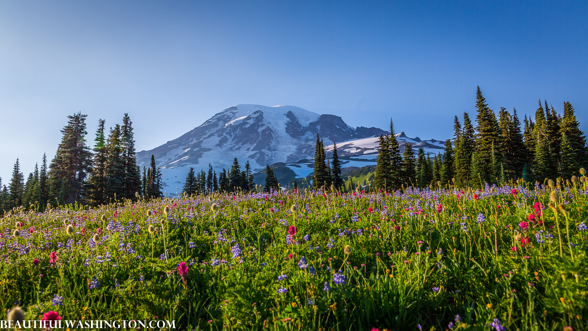 Photo from Washington State