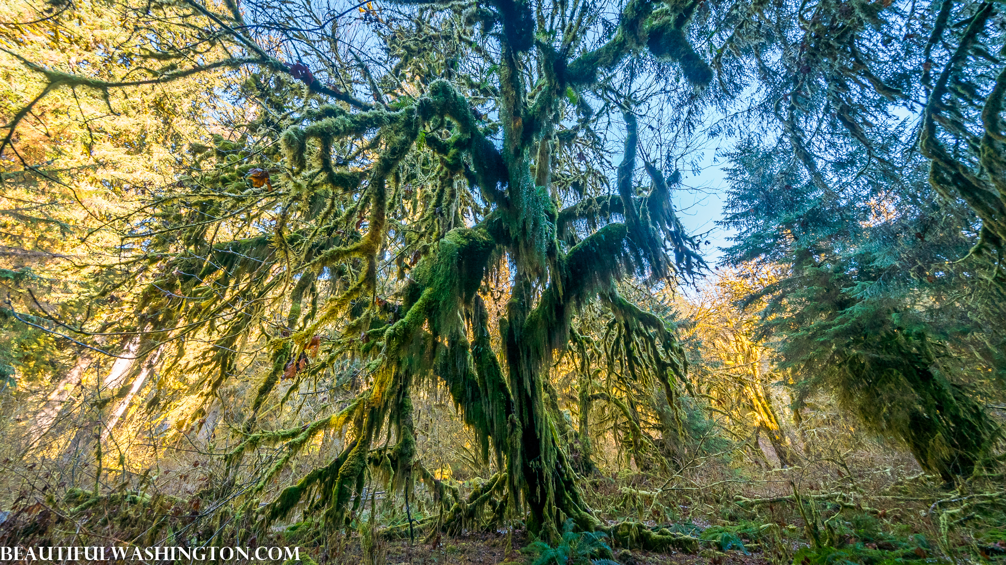 Photo from Washington State