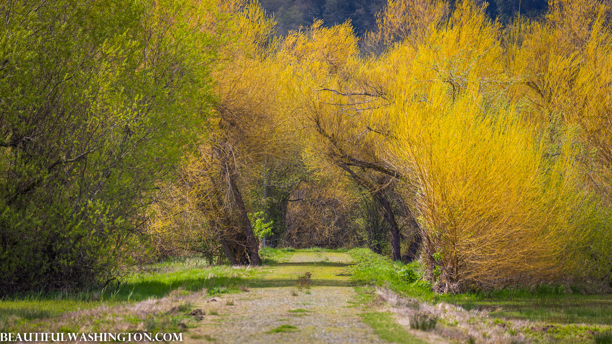 Photo from Washington State