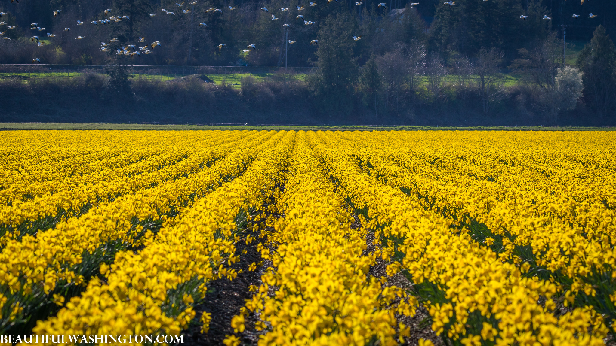 Photo from Washington State