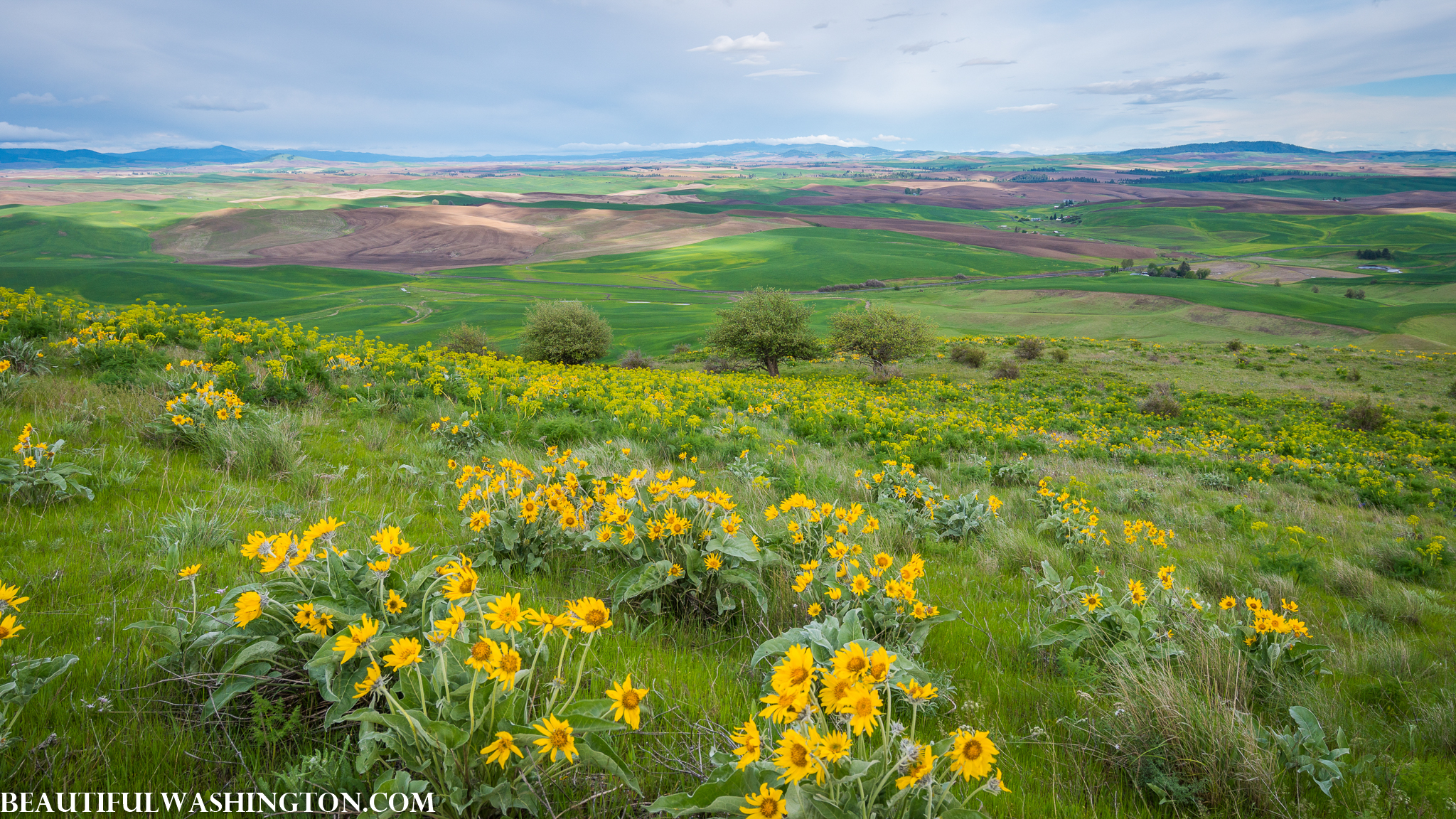 Photo from Washington State