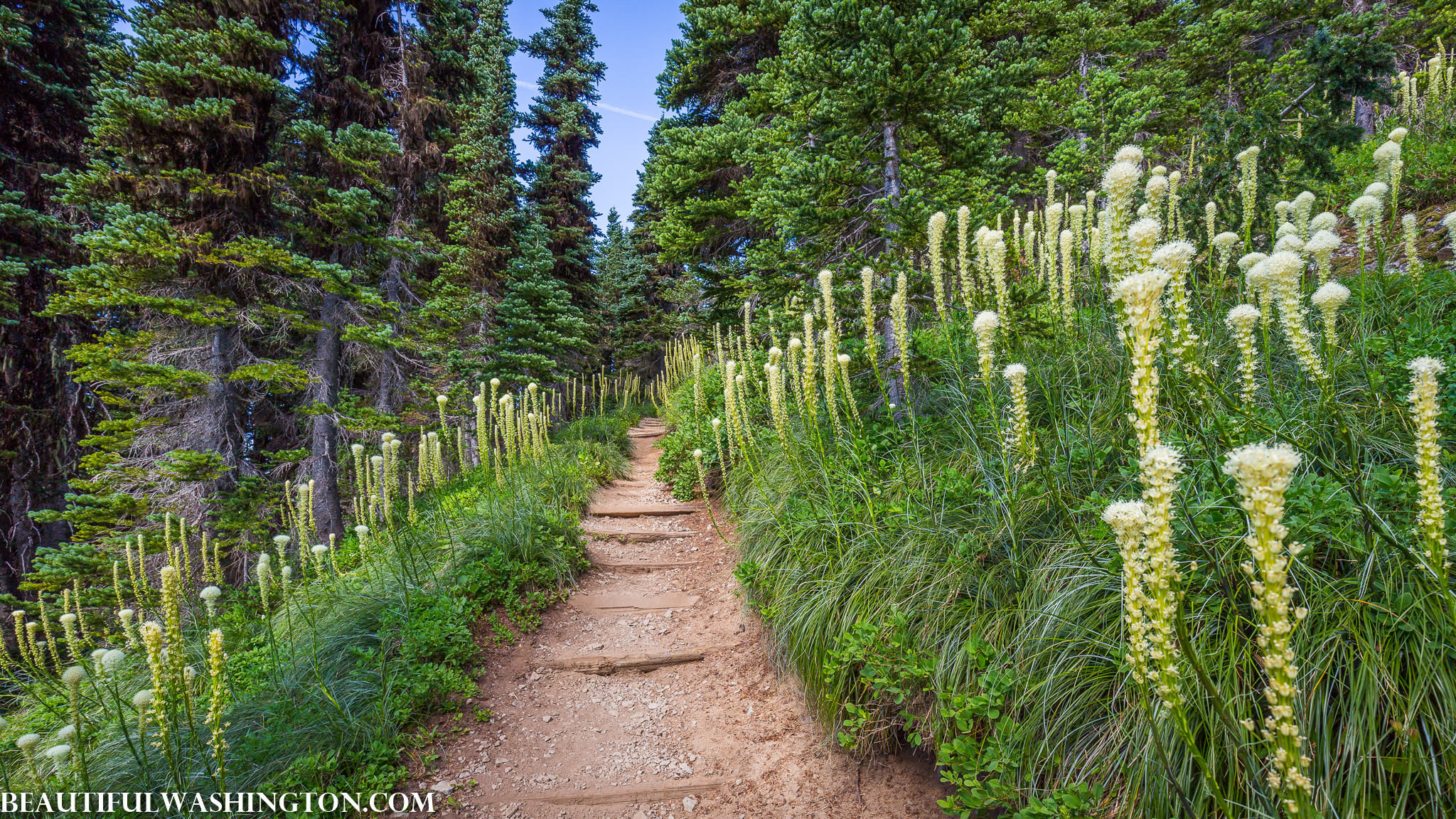 Photo from Washington State