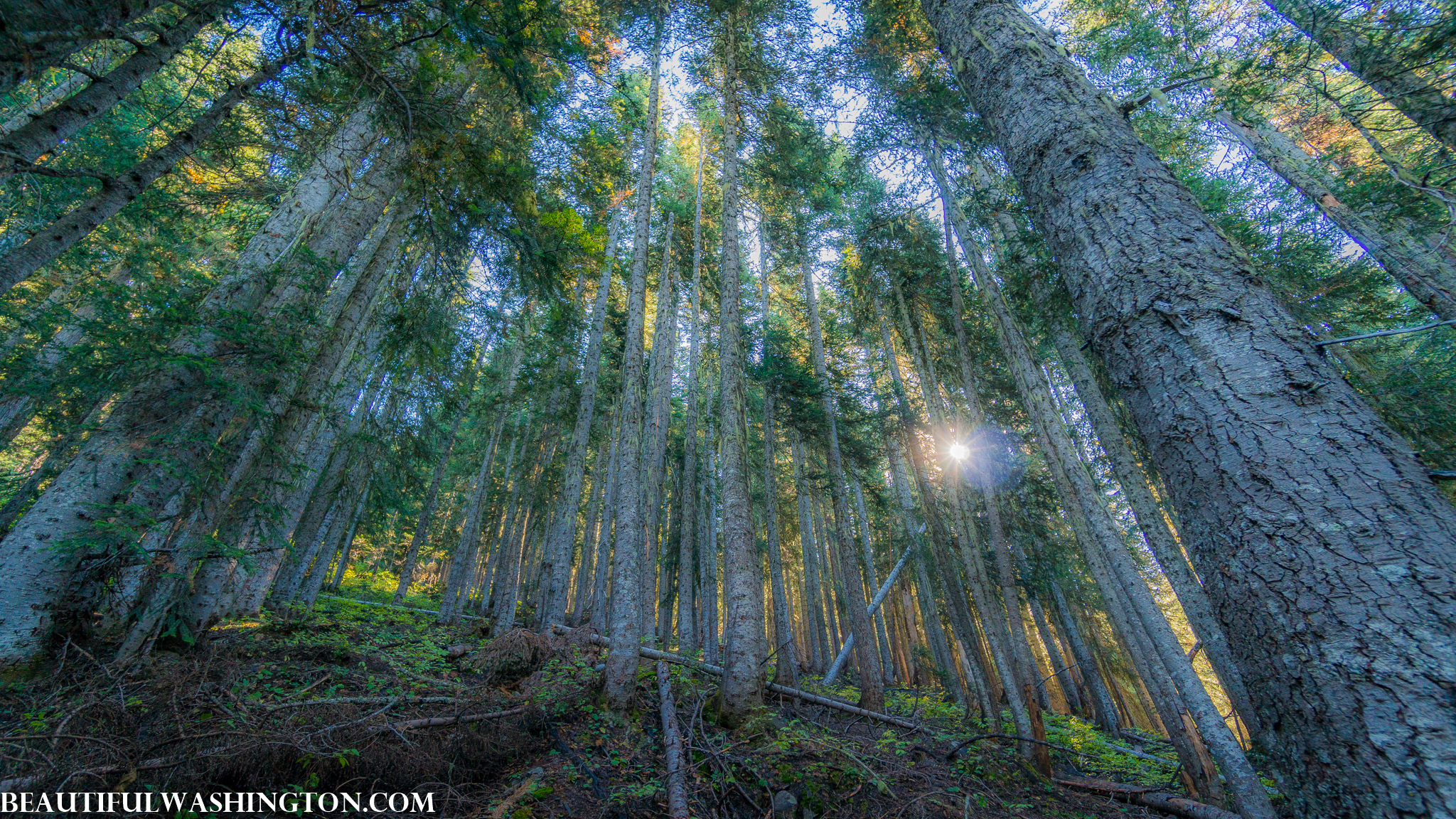 Photo from Washington State