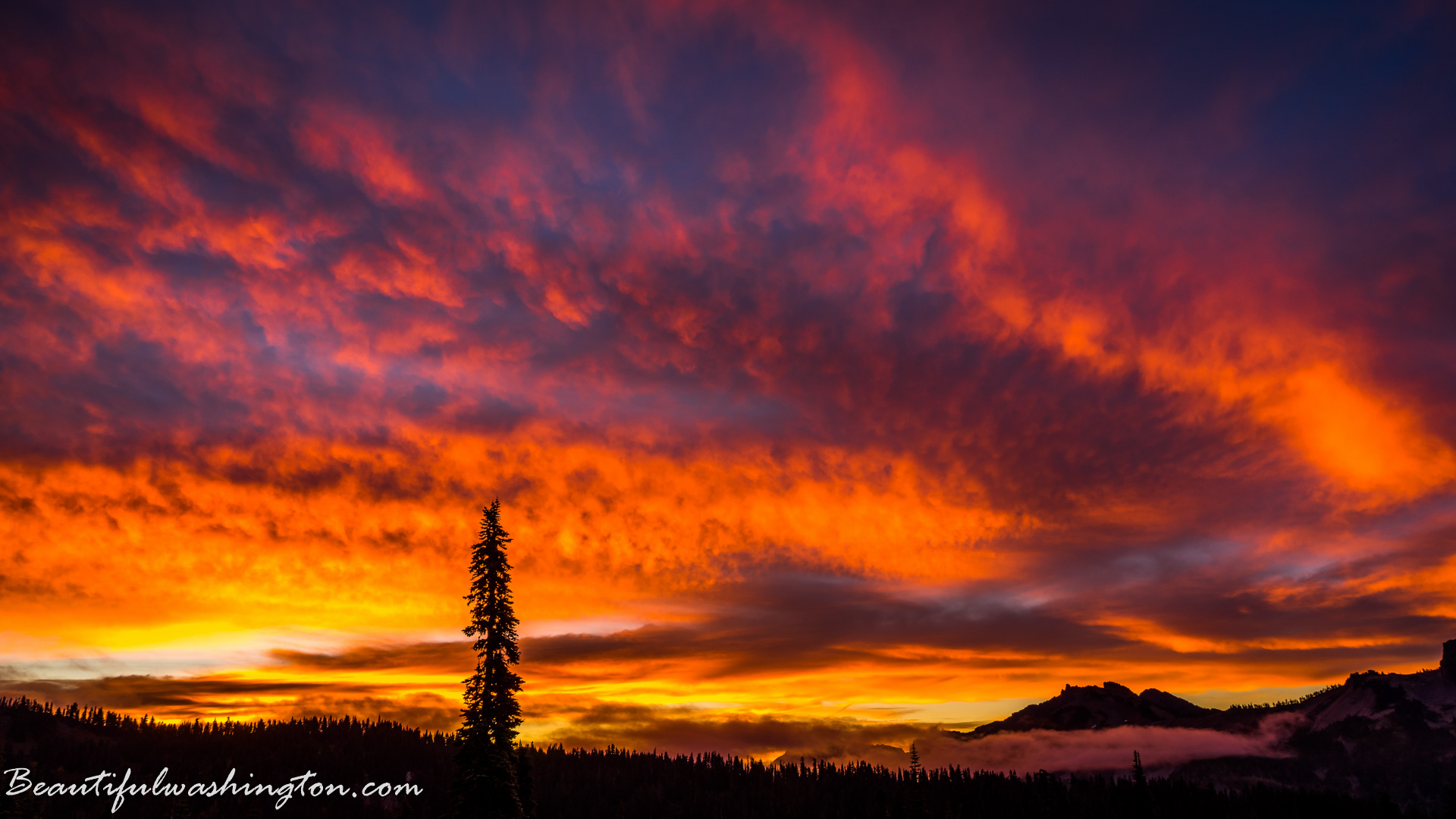 Photo from Washington State