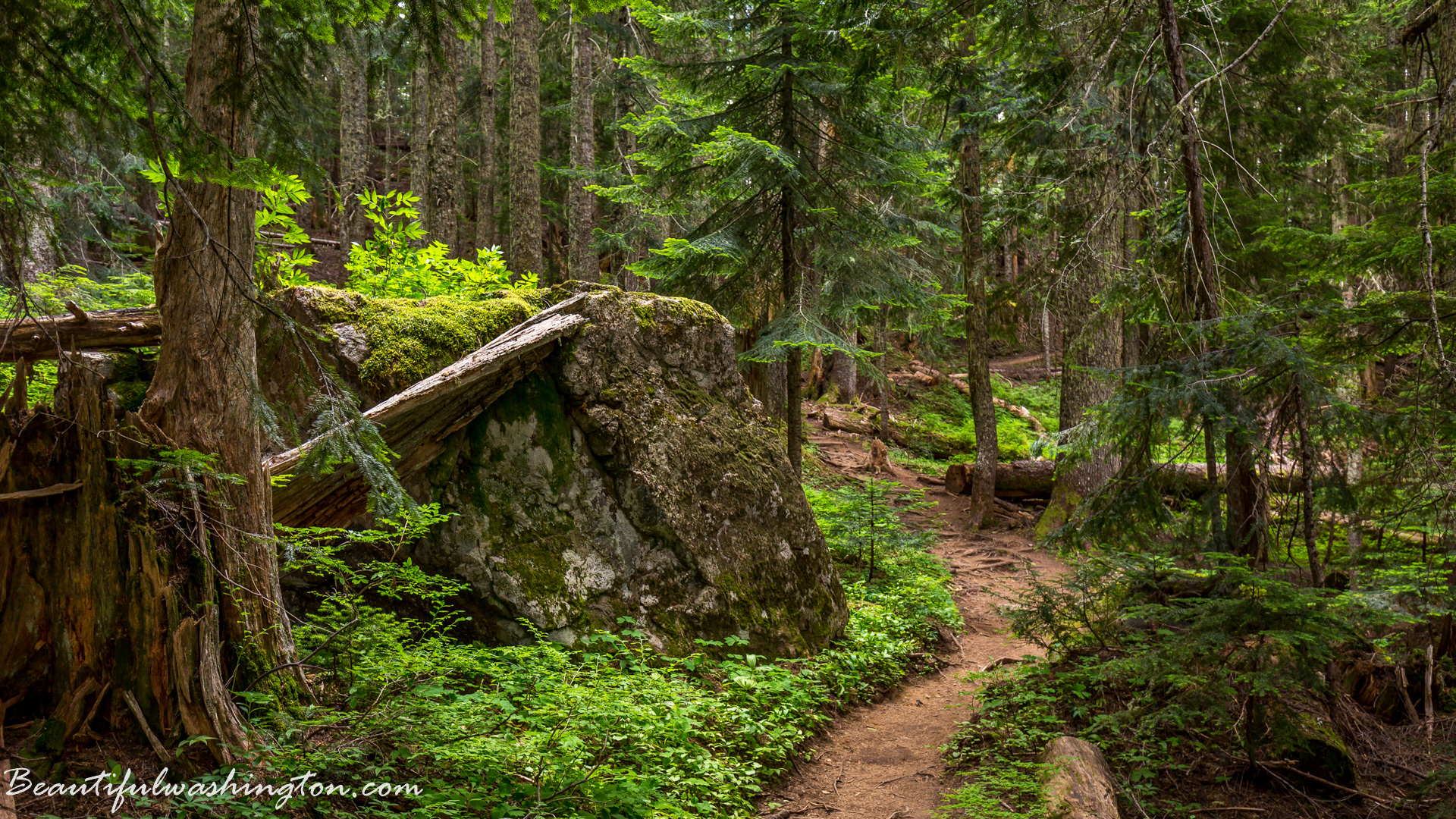 Photo from Washington State