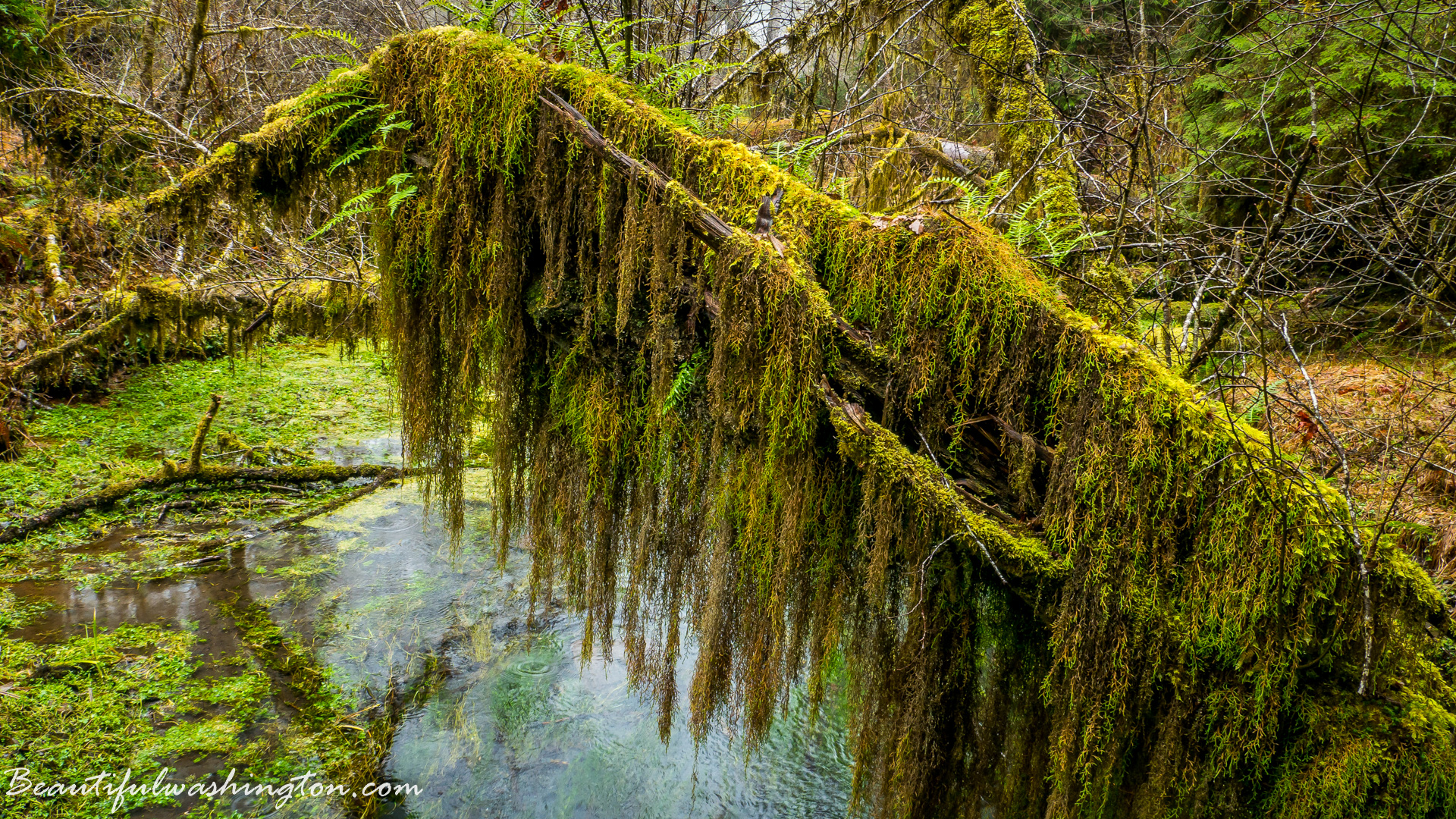 Photo from Washington State