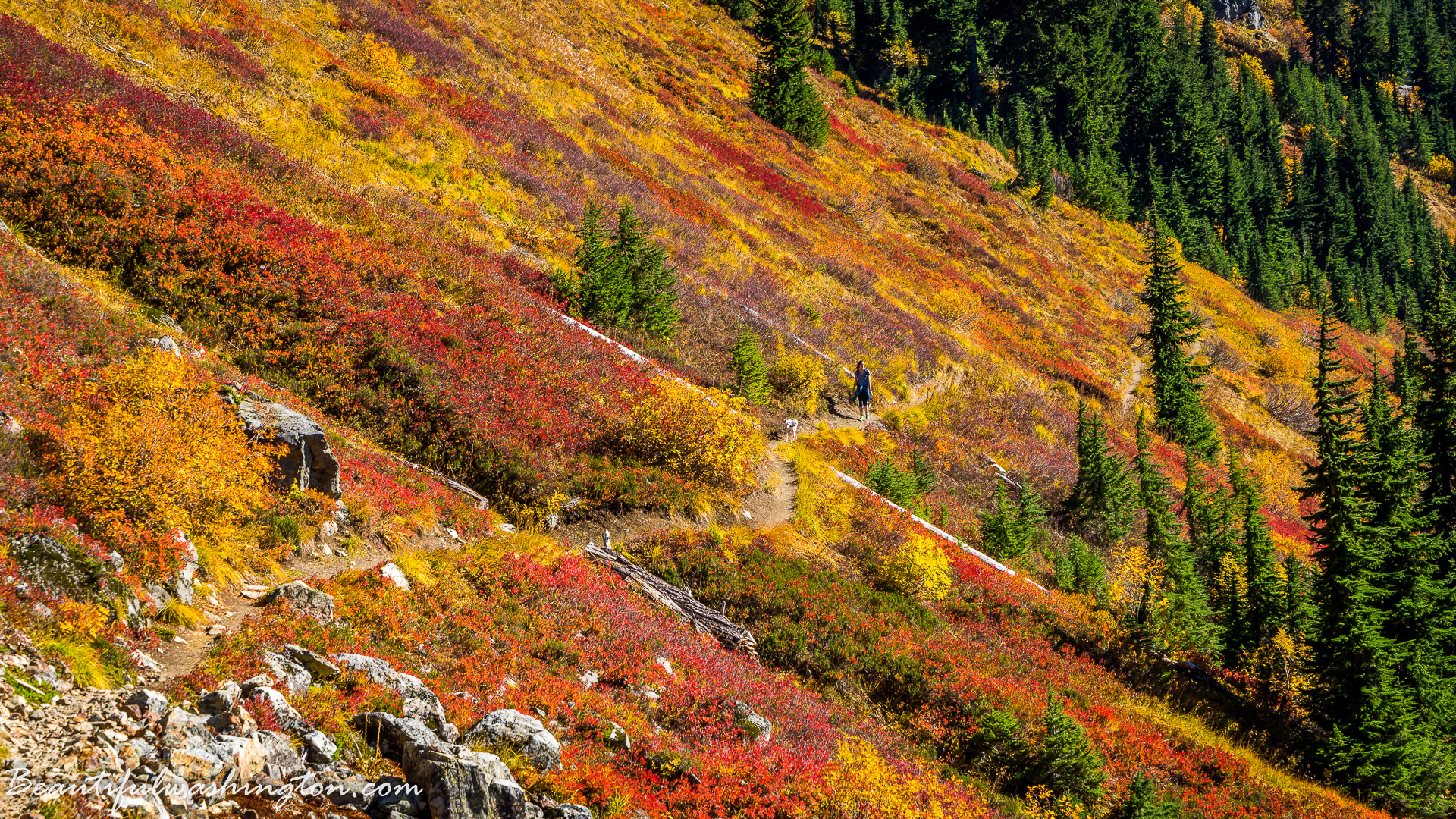 Photo from Washington State