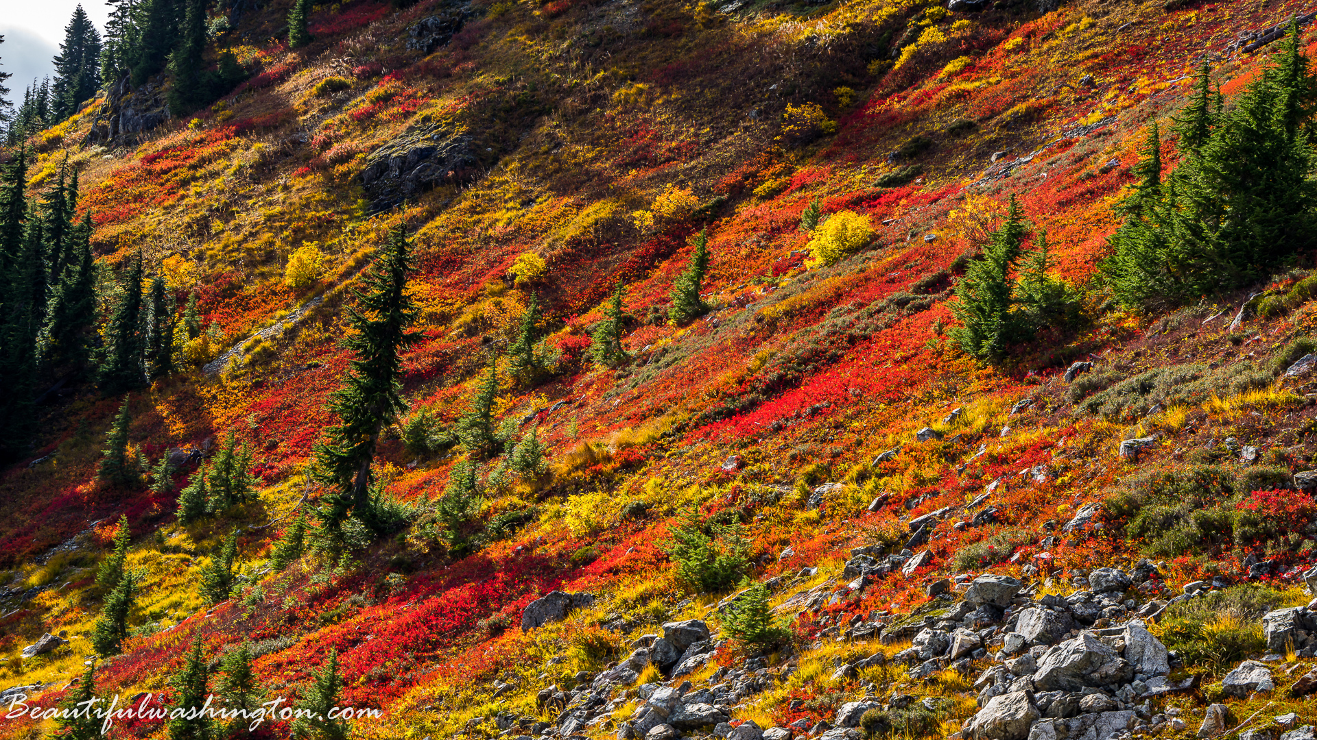 Photo from Washington State