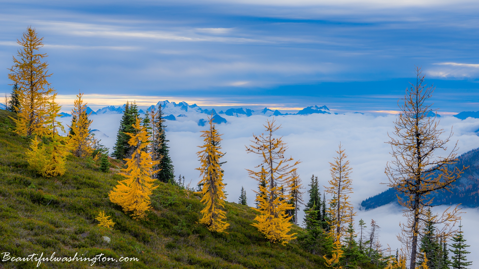 Photo from Washington State