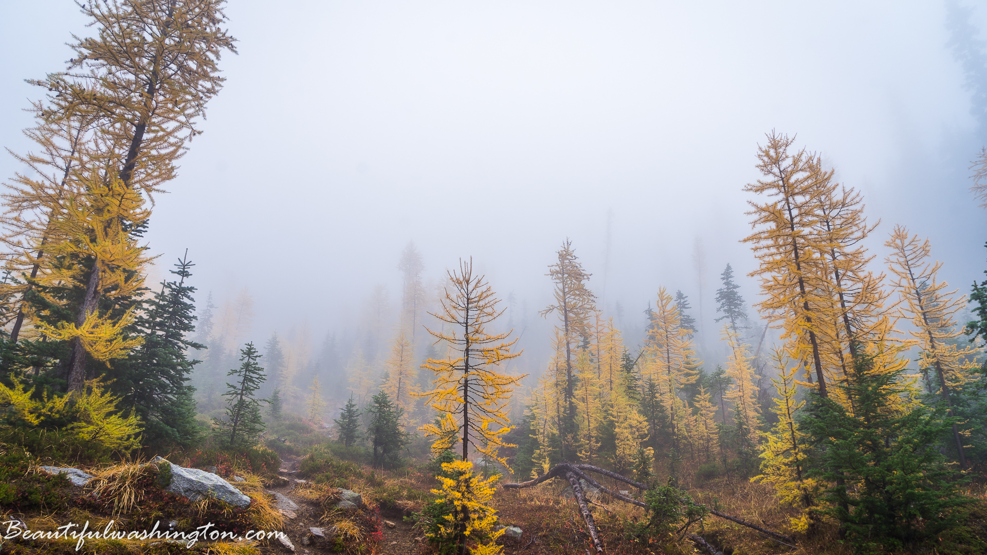 Photo from Washington State