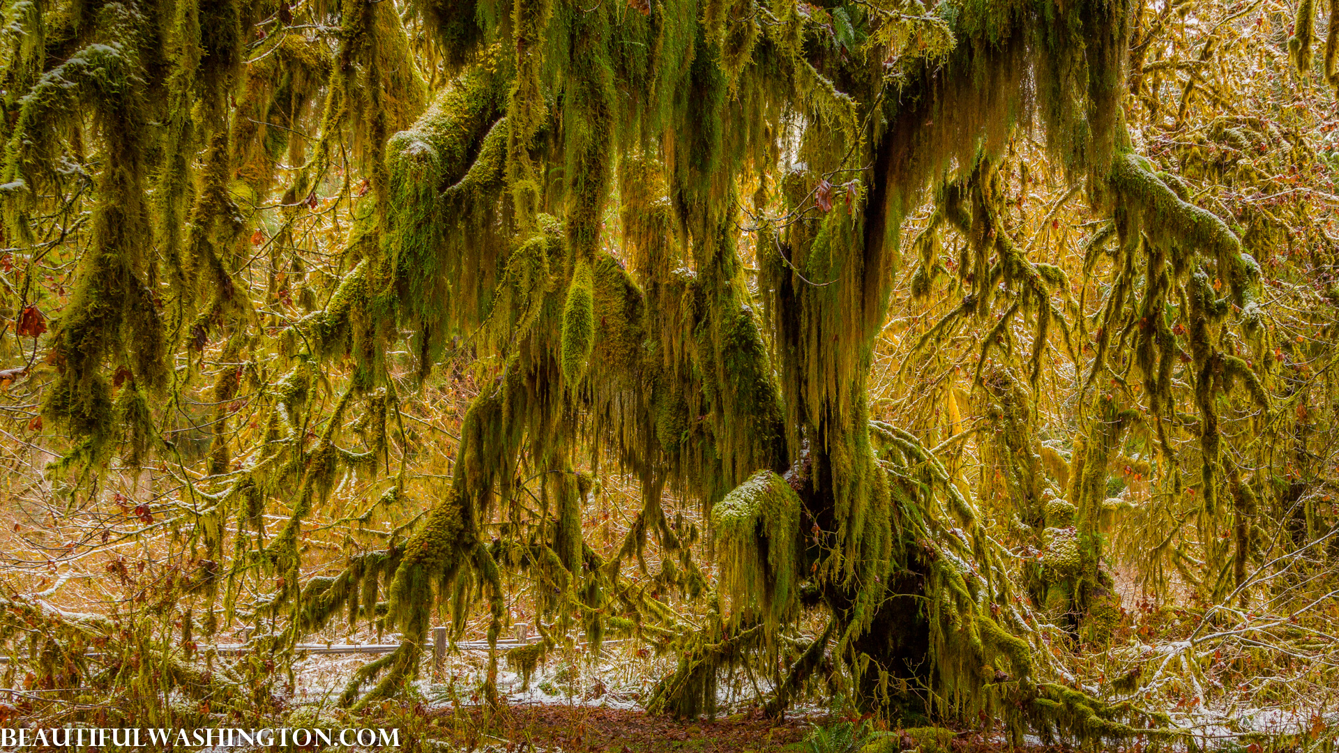 Photo from Washington State