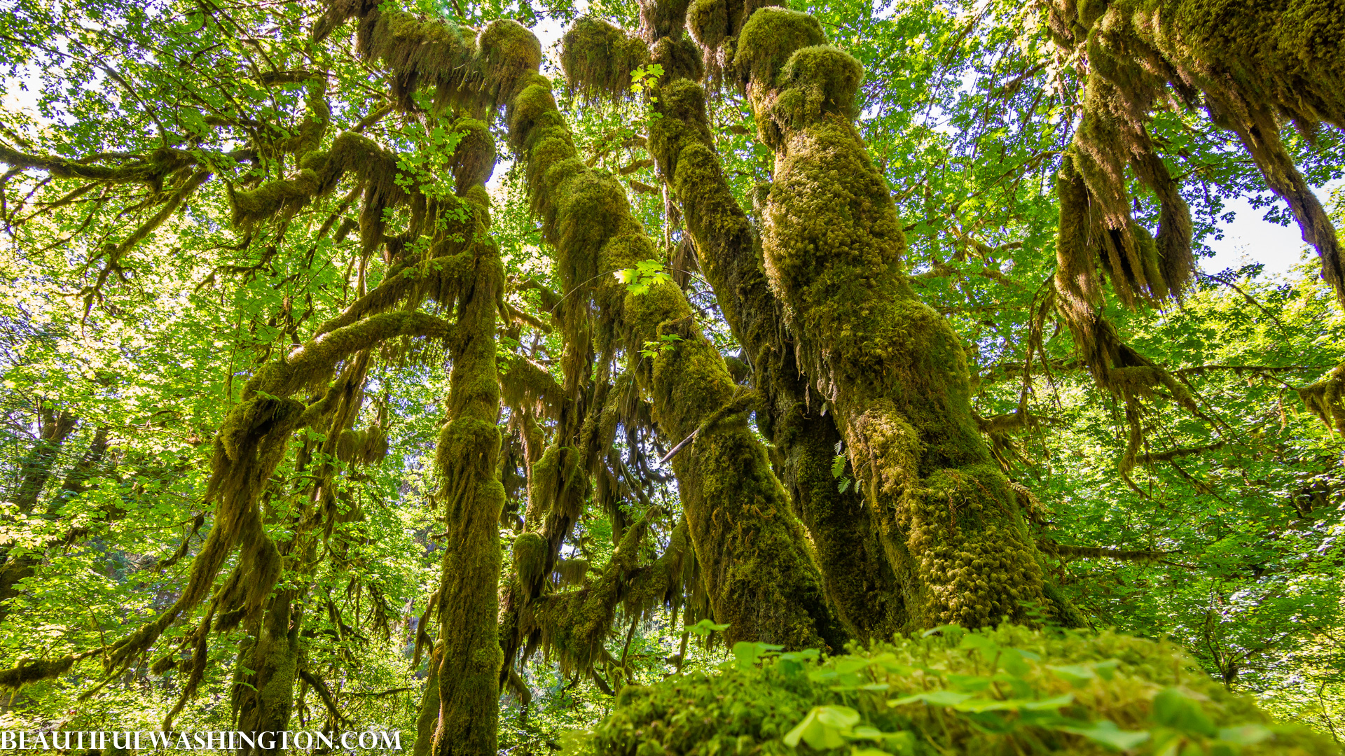 Photo from Washington State