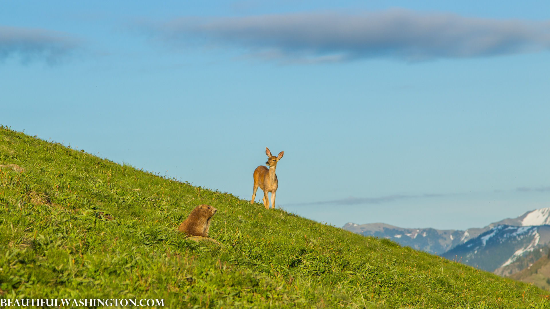 Photo from Washington State