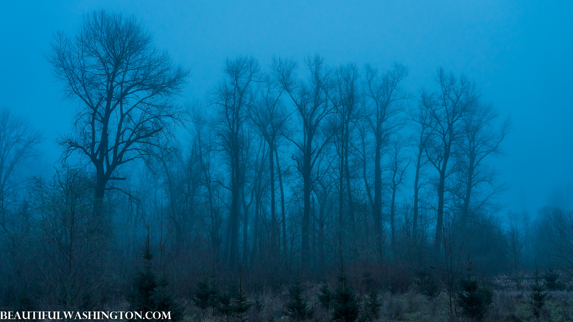 Photo from Washington State