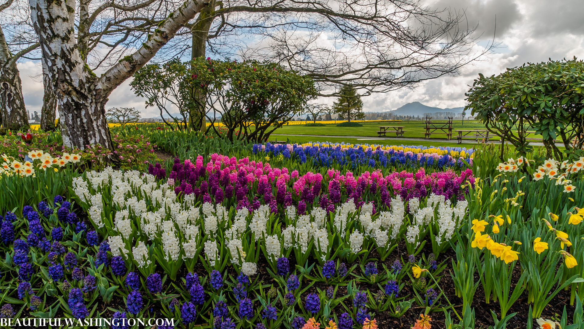 Photo from Washington State