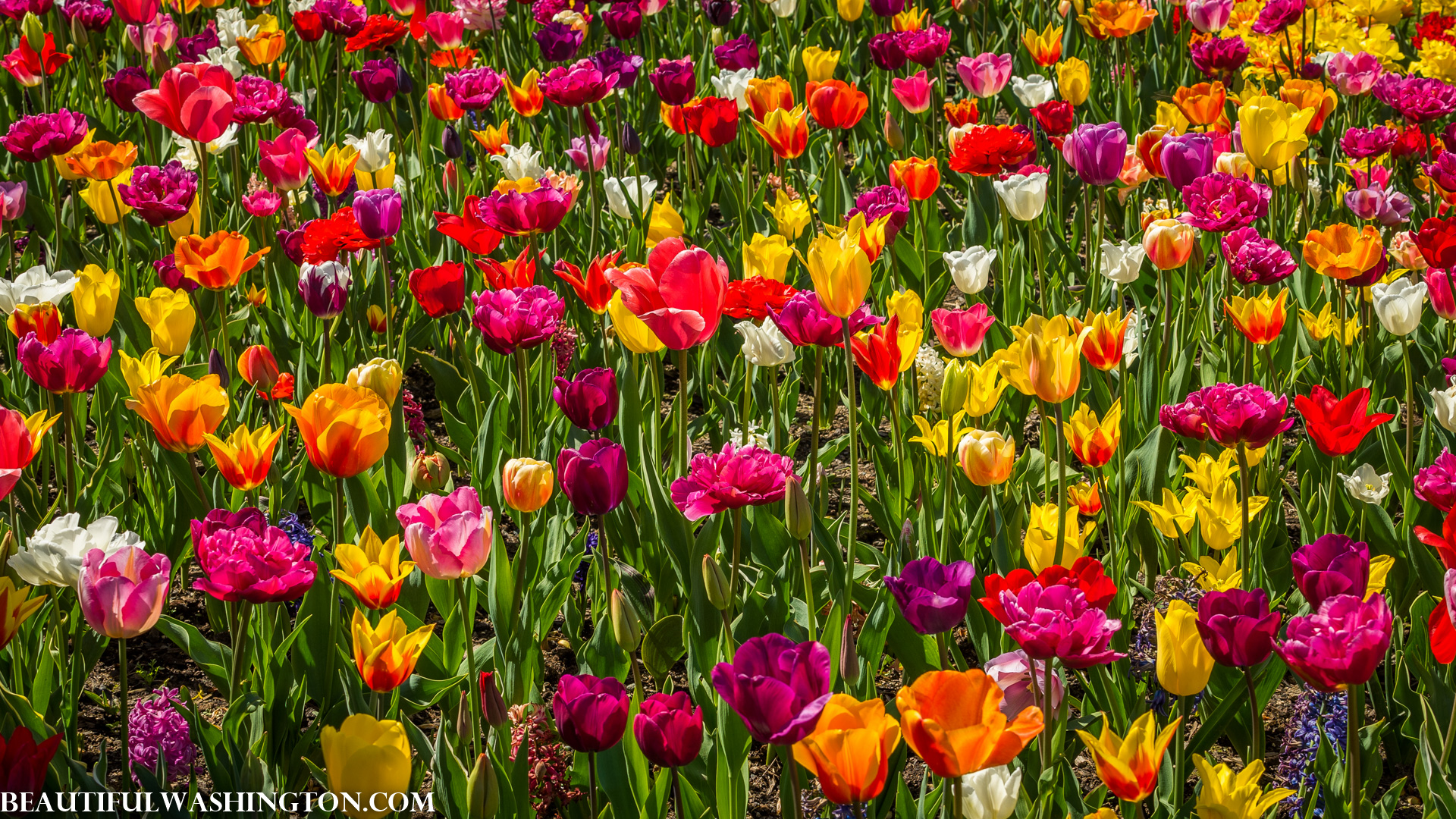 Photo from Washington State