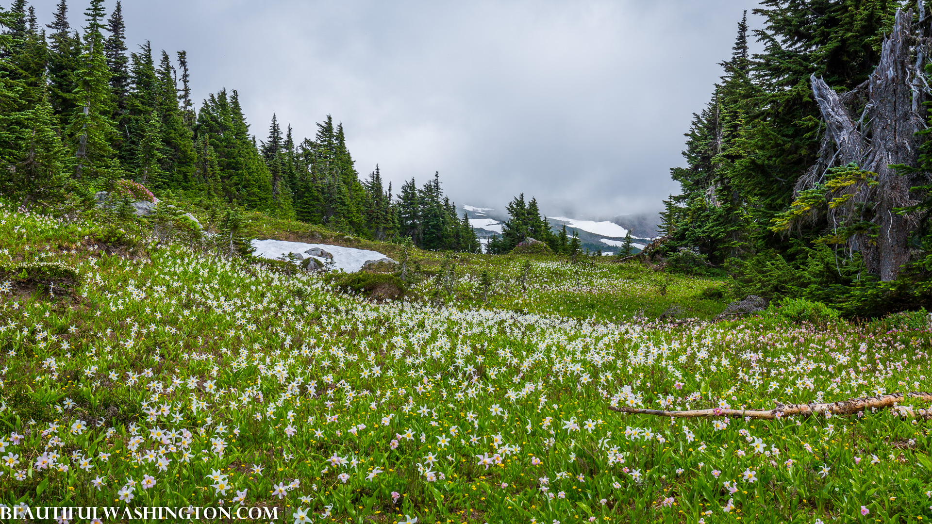 Photo from Washington State