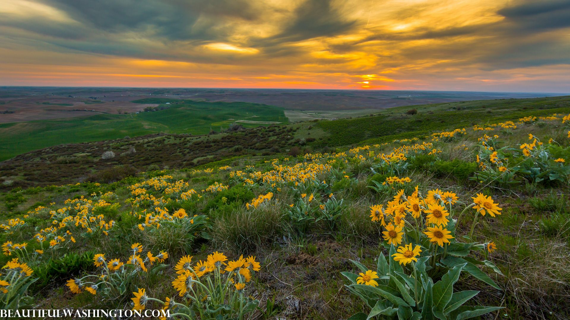 Photo from Washington State