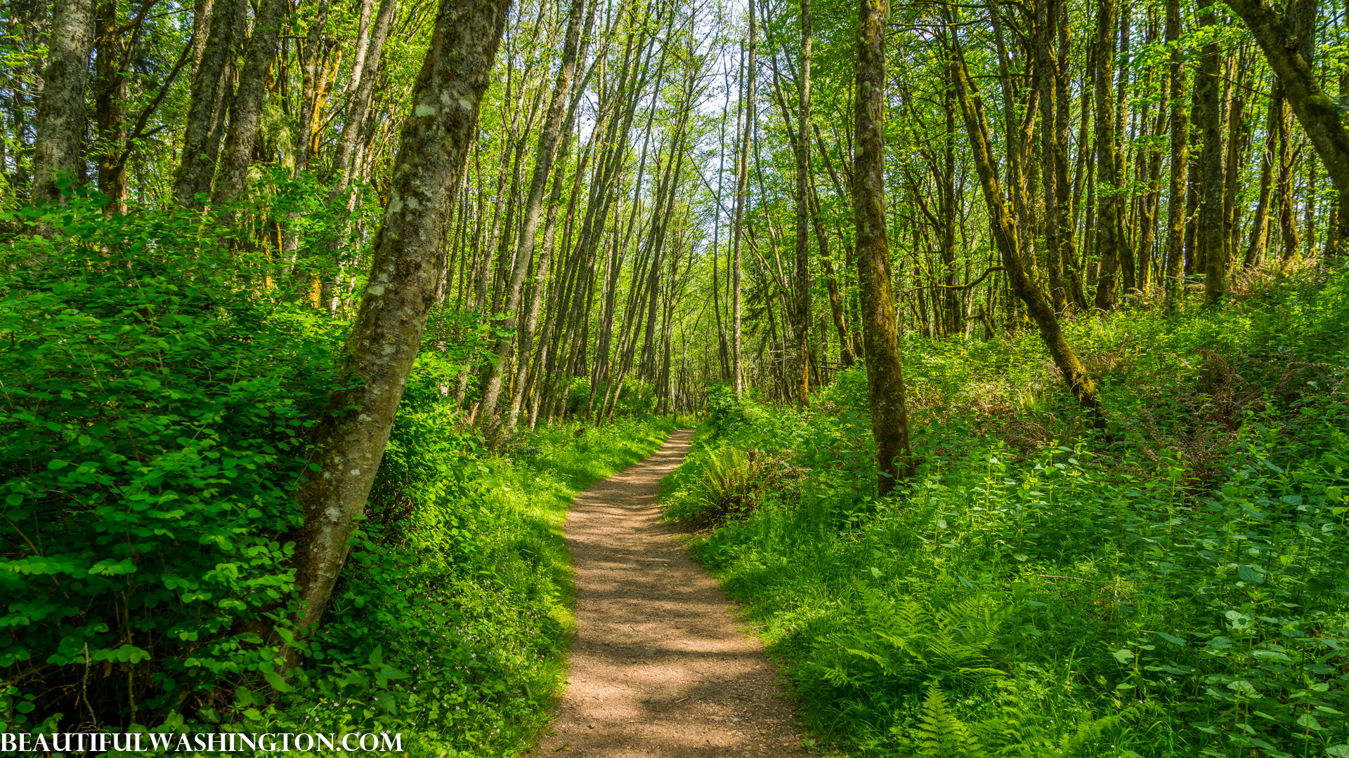 Photo from Washington State